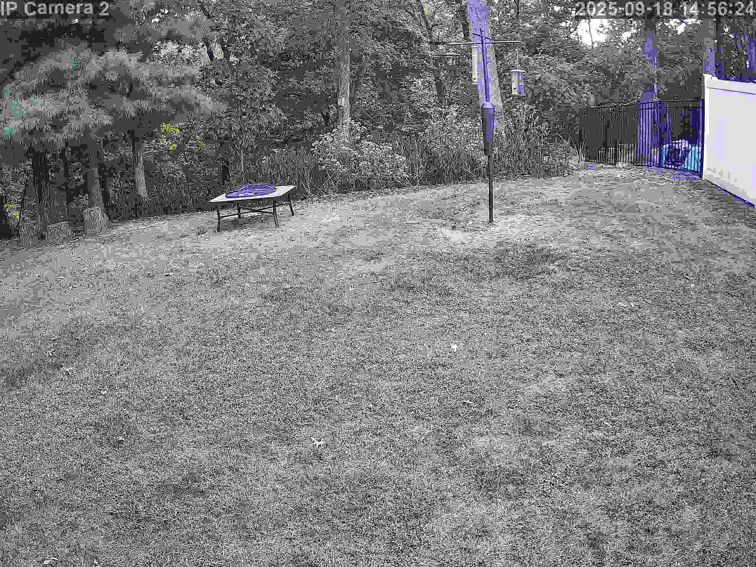 Our backyard